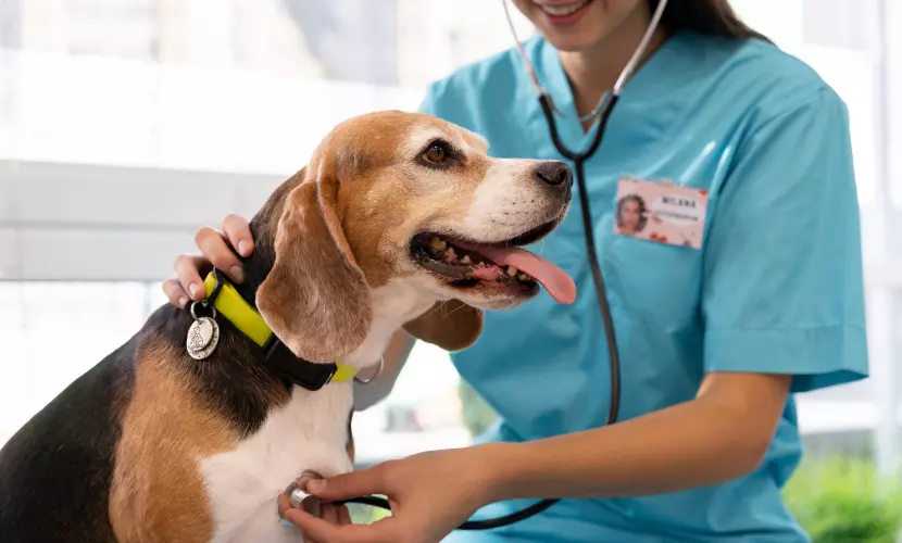 Entrevista_prevenção e diagnóstico de doenças cardíacas em animais